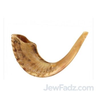 Polished Shofars LARGE ONLY size