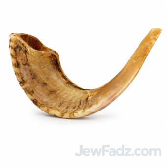 Polished Ram Horn Shofar for Rosh Hashanah – Mixed or Large Size