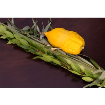 Lulav Esrog Hadassim Aravos Set - inc of 30 - - subsidized Ship $1 per set - or Pickup in South Florida / Crown Heights