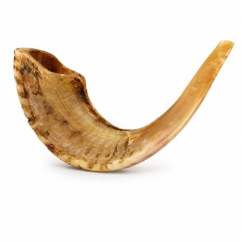 Polished Ram Horn Shofar for Rosh Hashanah – Mixed or Large Size