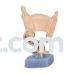 White Torah Trophy (Size: 6")