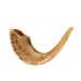Polished Shofars LARGE ONLY size 